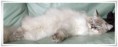 /album/benson/benson-01-jpg/